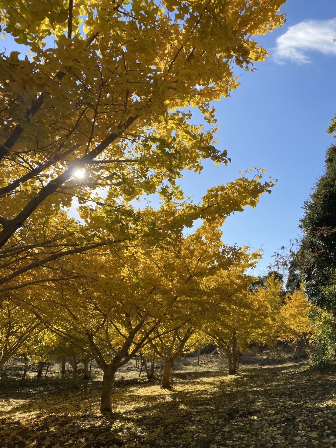 イチョウの木
